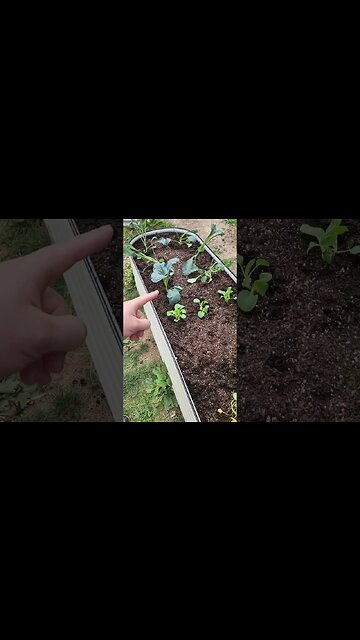 From Hydroponics to Raised Garden Beds