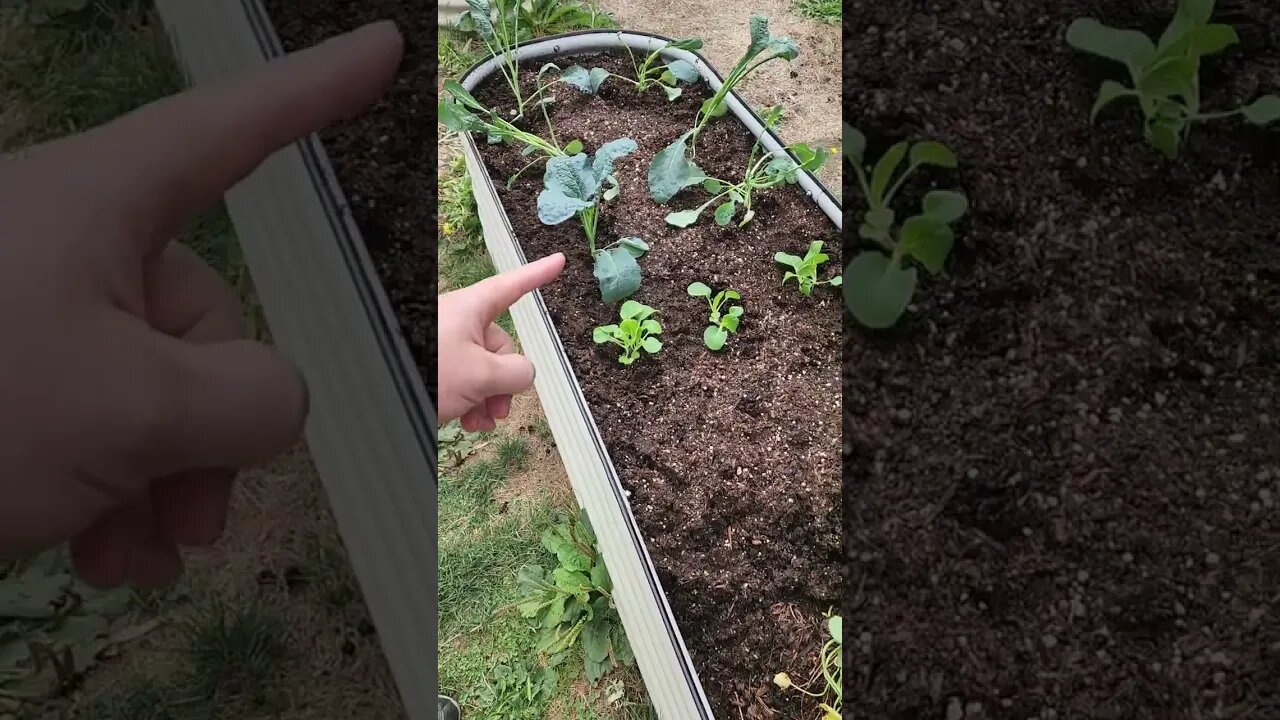 From Hydroponics to Raised Garden Beds