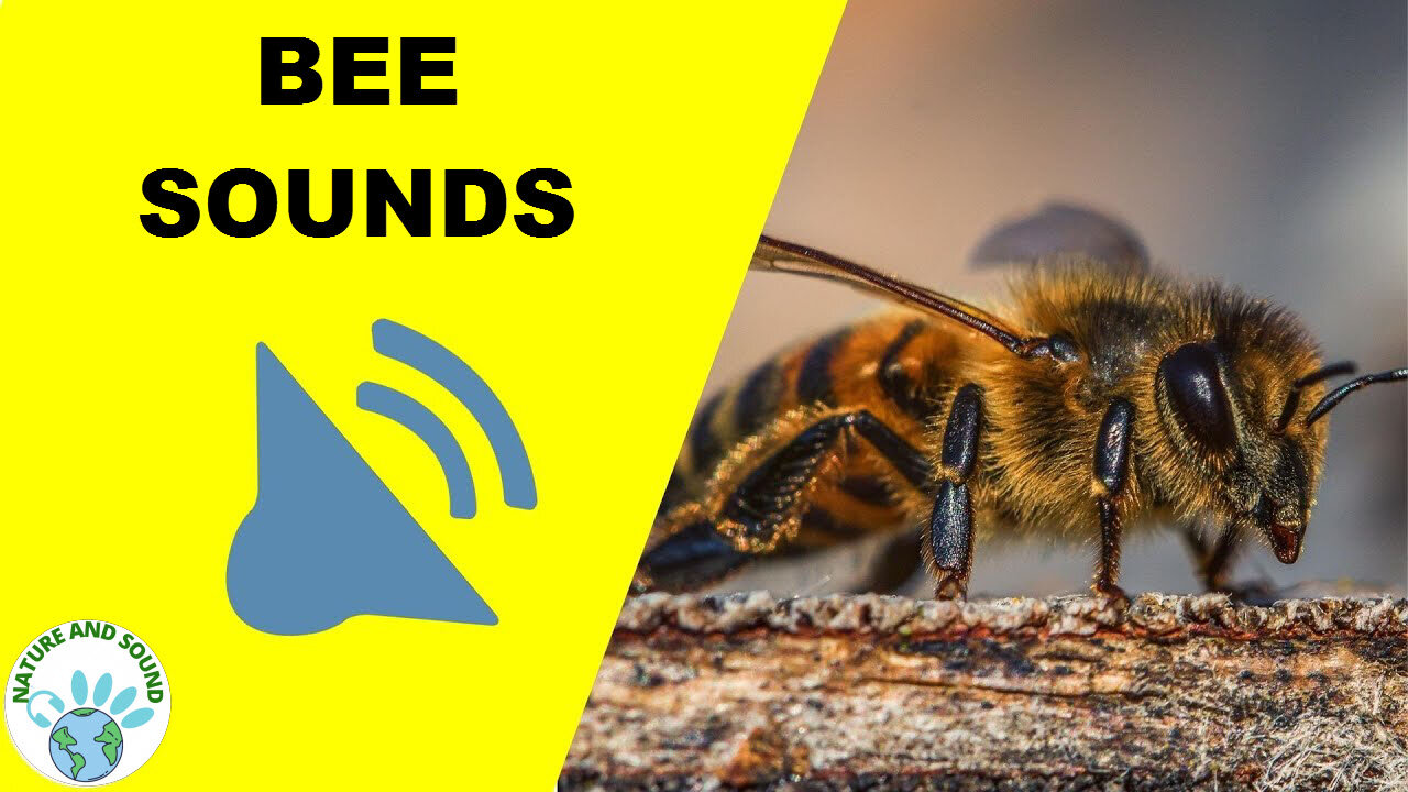 BEE SOUNDS. LISTEN HERE TO THE BEE BUZZING SOUNDS