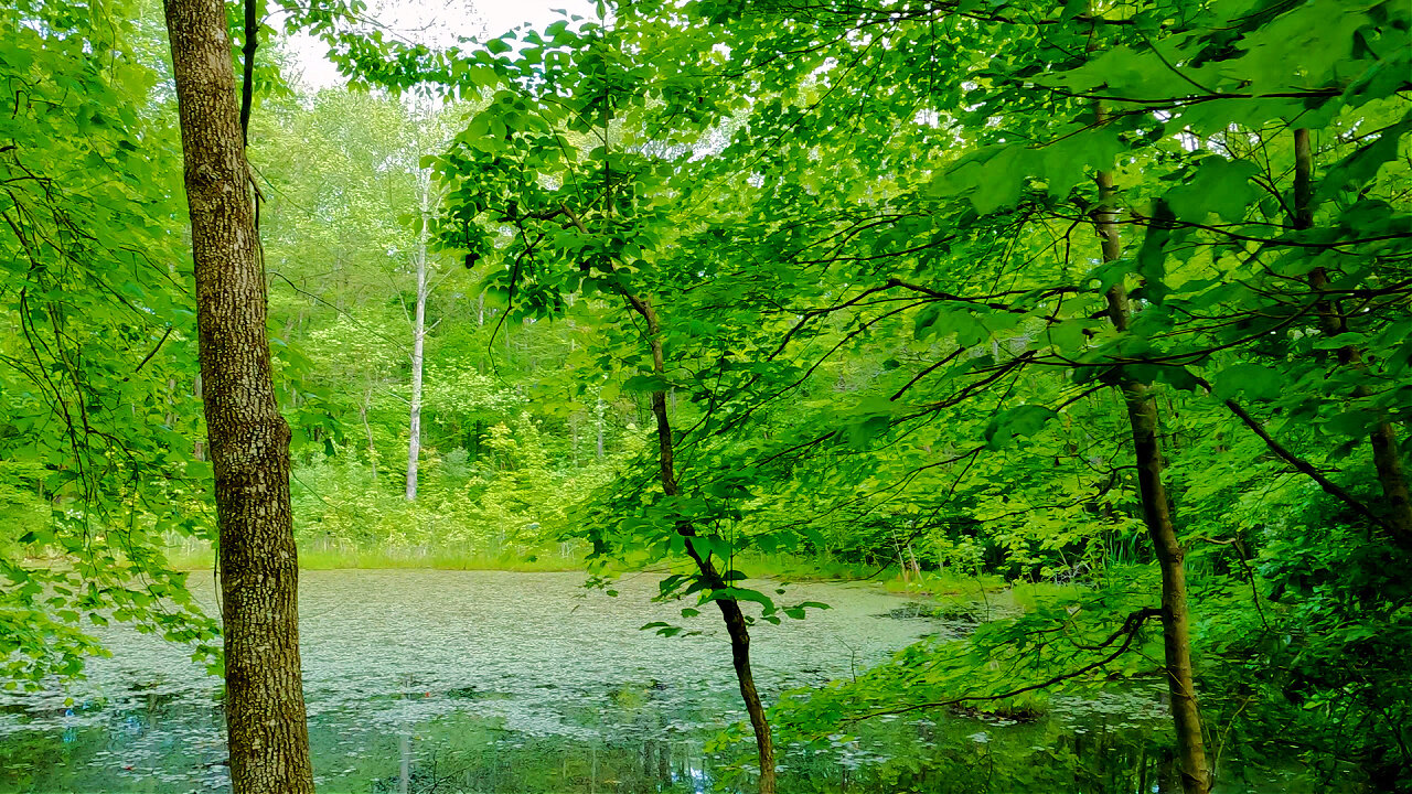 Solo Cooking and Camping at an Abandoned Lake