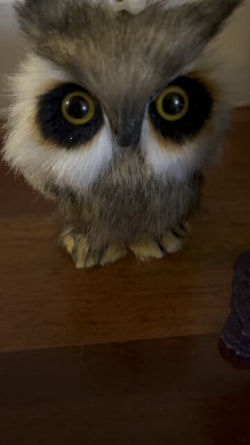 Happy Owl Awareness Day!