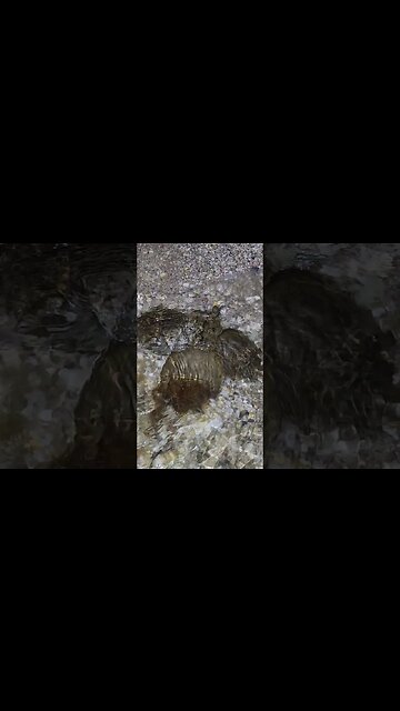 1 Female and 3 Males mating😍😘😘😘