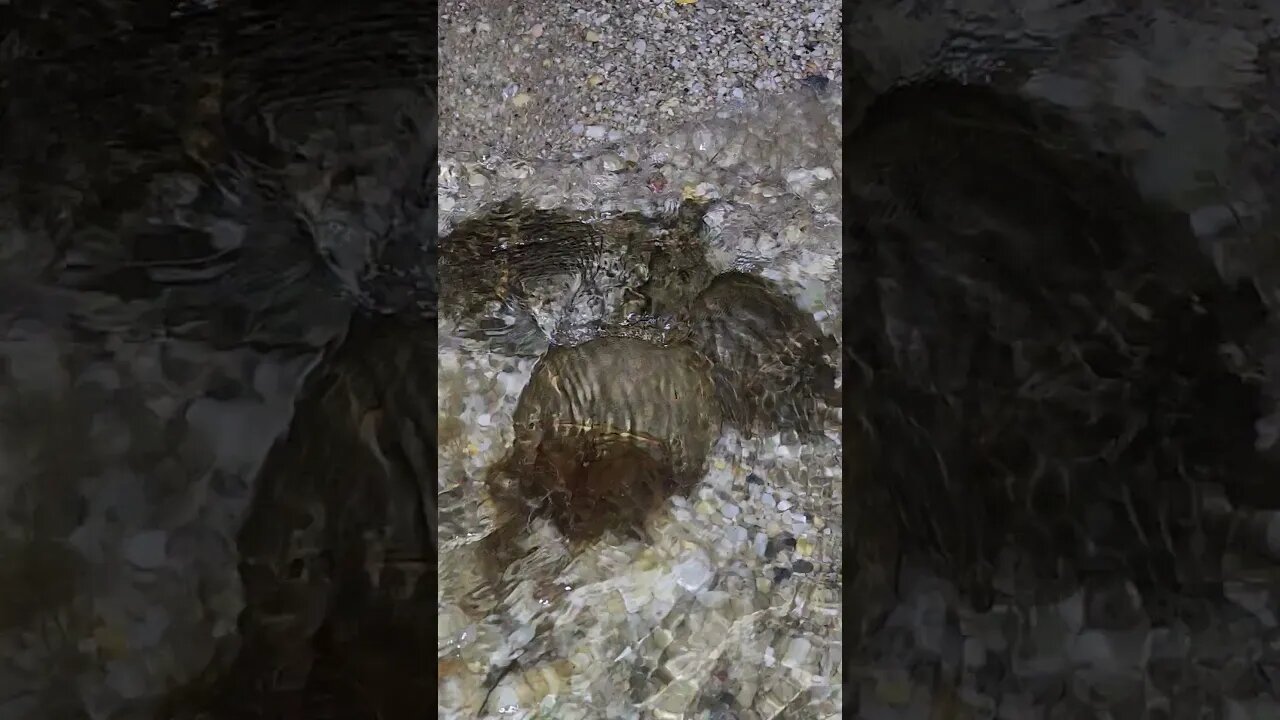1 Female and 3 Males mating😍😘😘😘