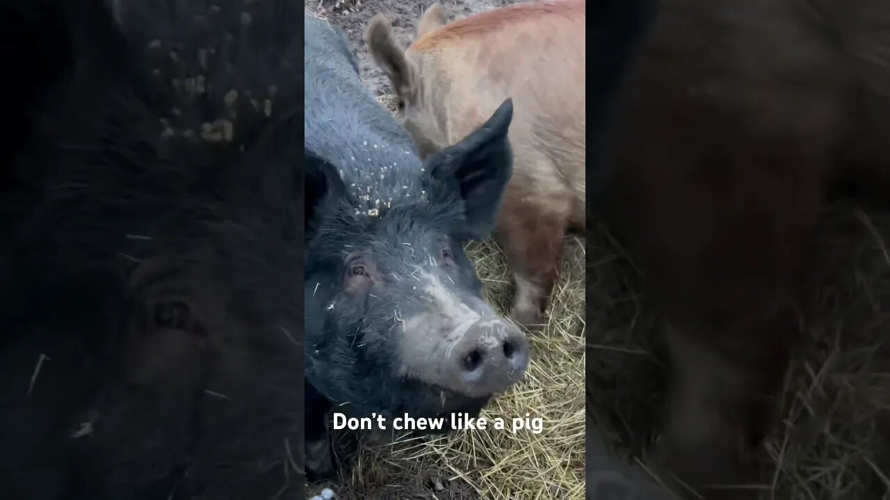 Big pigs my sows marge and Sox #pigs #homestead #chewlikeapig