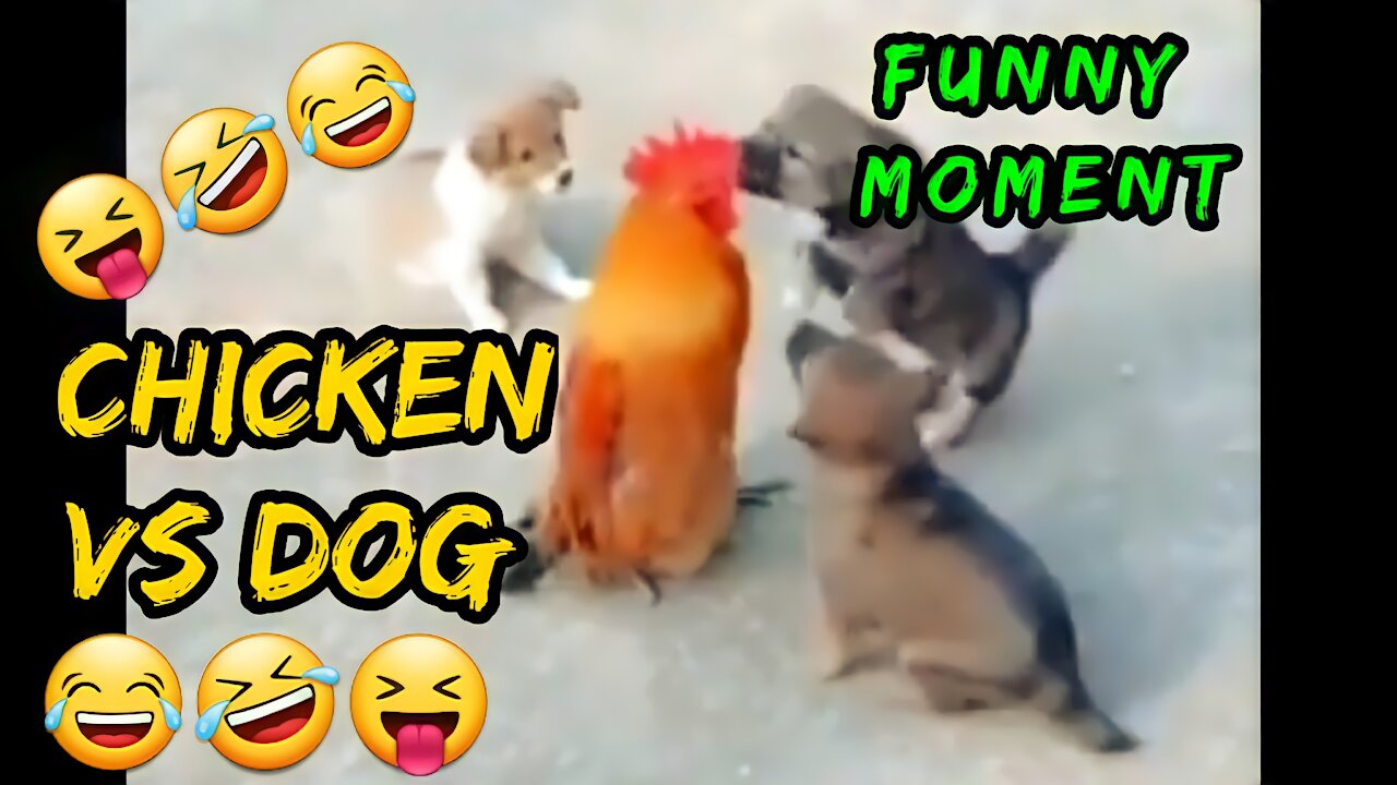 chicken vs dog part 3, funny moment