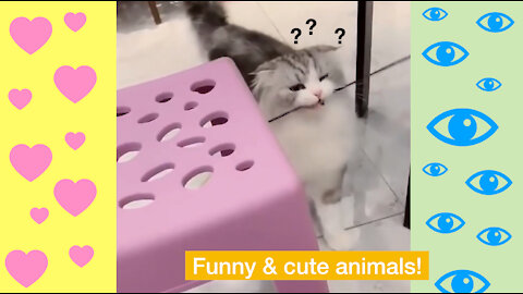 Funny, cute animals! #2