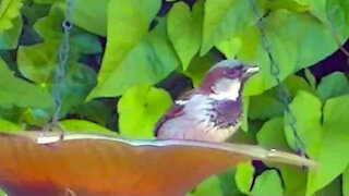 IECV NV #345 - 👀 House Sparrows In The Yard And At The Glass Feeder 🐤5-23-2017