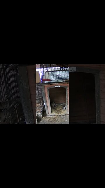 Baby chicks exploring