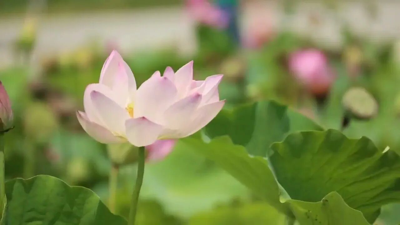 #roseflower
