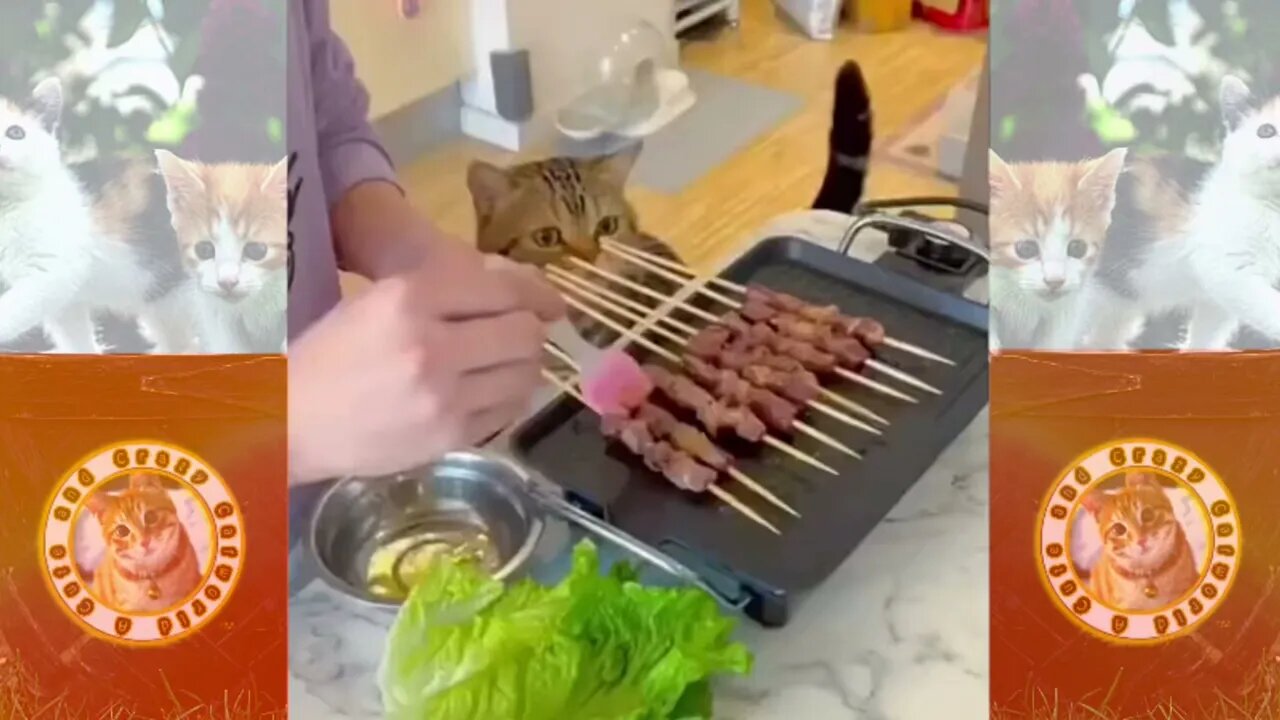 Cat Boldly STEALS All of the Meat from This Tray 🍖 (#269) #Clips