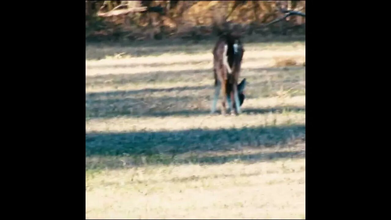 Deer in the Field