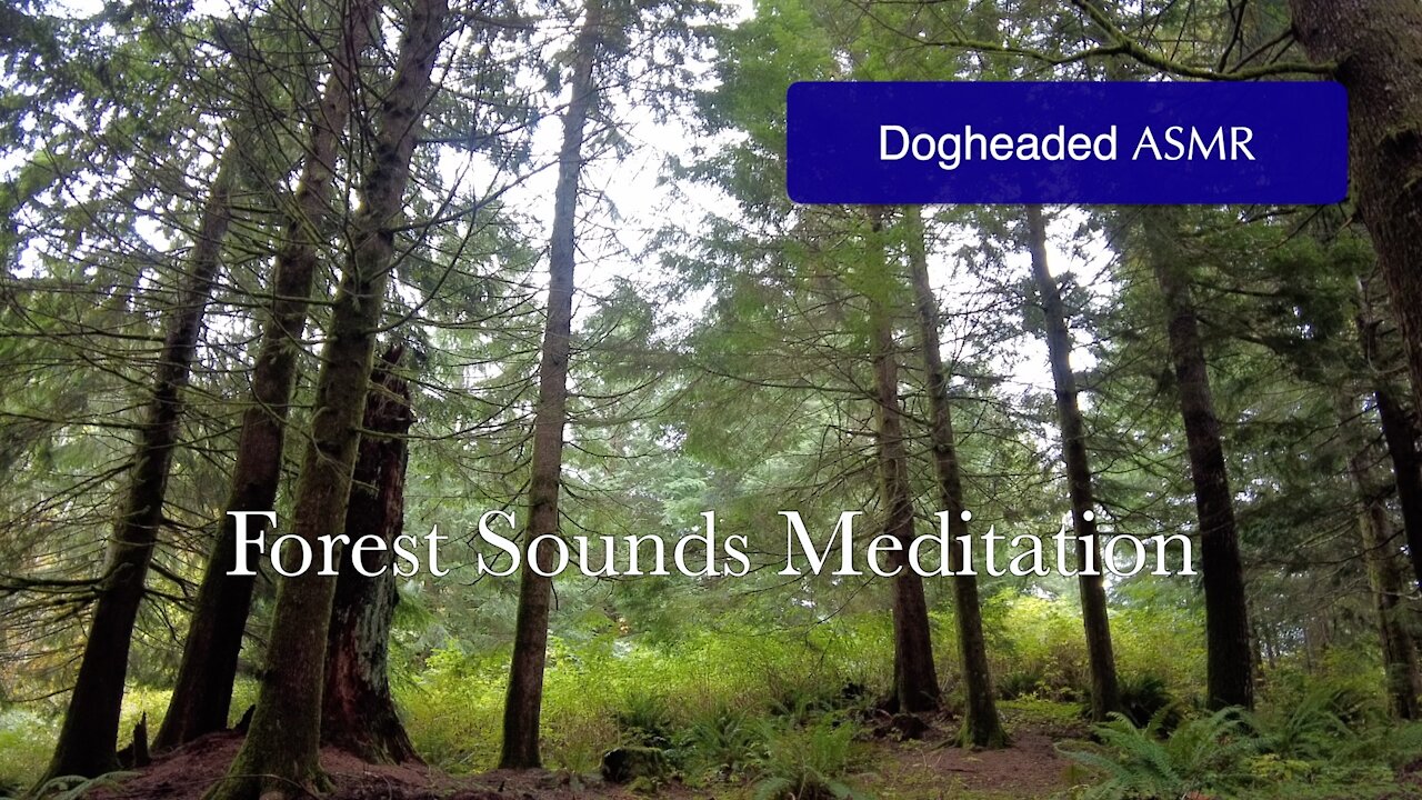 ASMR Forest Sounds Meditation: Birds, Frogs, Planes