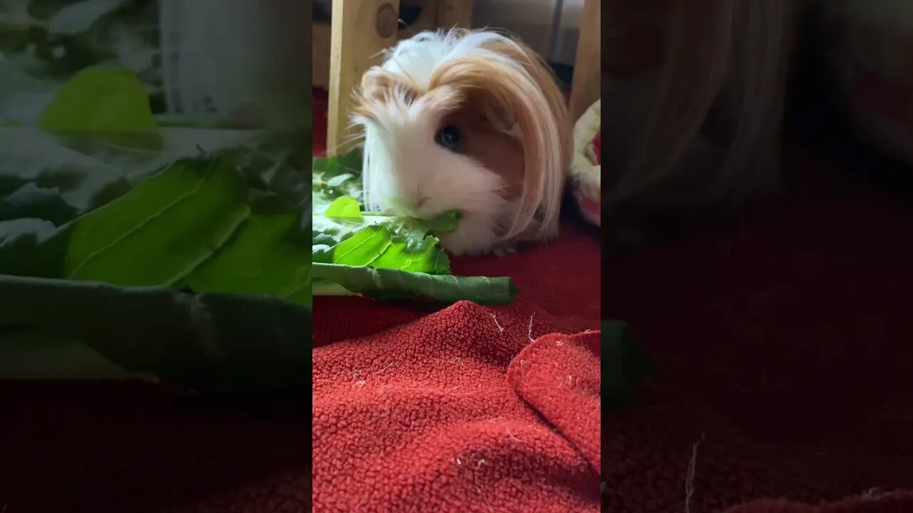 Cute Guinea pig eating fresh dandelion