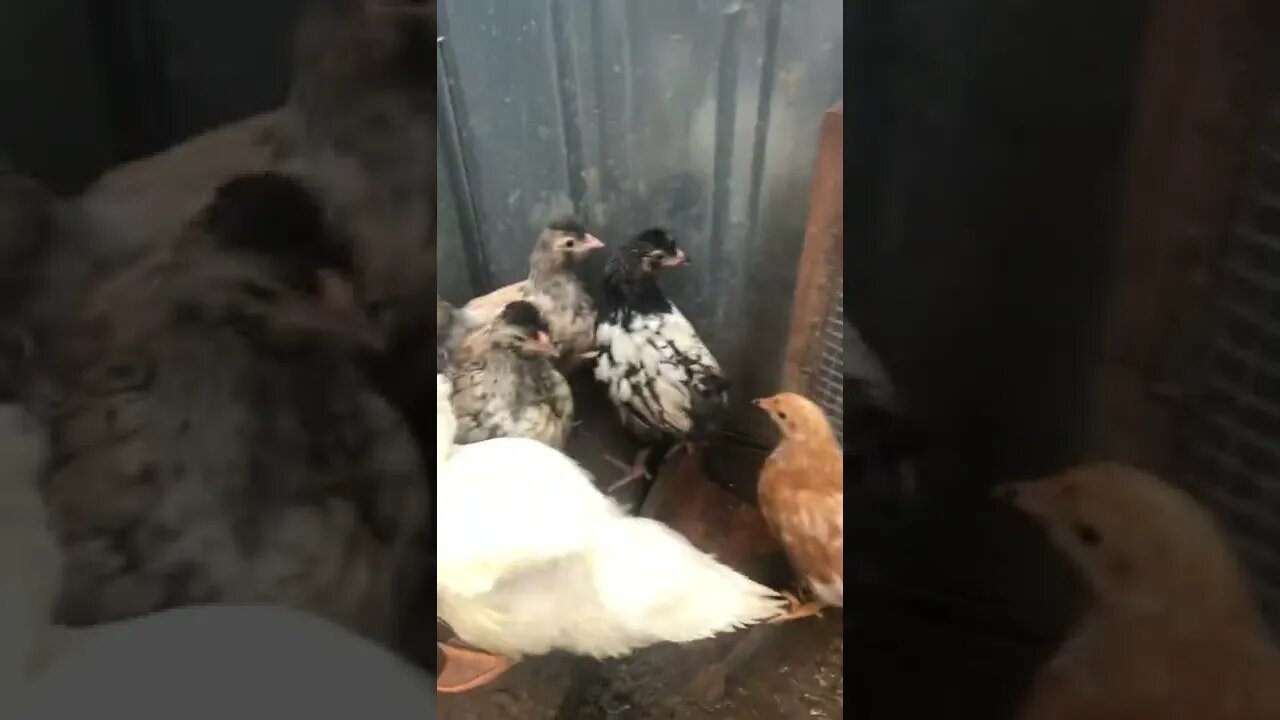 Guinea fowl are in the chick and duck enclosure. It's busy!!