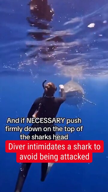 Diver intimidates a shark to avoid being attacked #shark