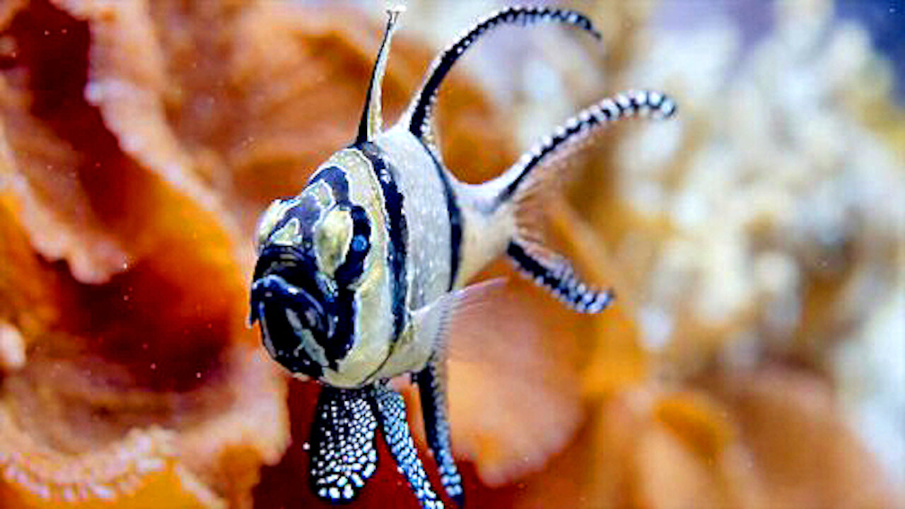 Beautiful Coral Reef Fish Relaxing Ocean Fish Aquarium