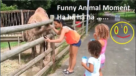 Funny Animal Video Moment Compilation