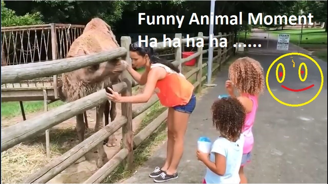 Funny Animal Video Moment Compilation