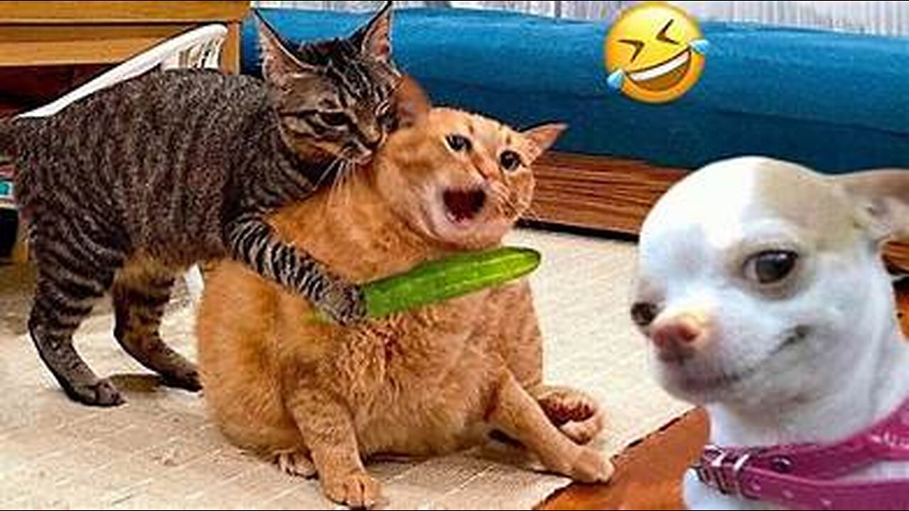 Funny cat videos