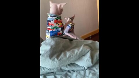 This hairless cat moves very funny!