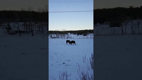 Moose Fight!