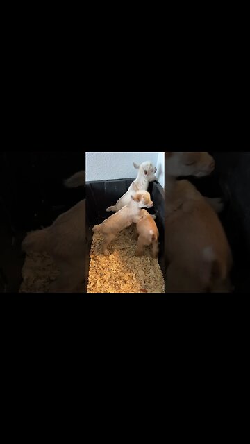 Baby Nigerian Dwarf Goats #farmlife #nigeriandwarf #babygoats #homestead #goatmilksoap #goats