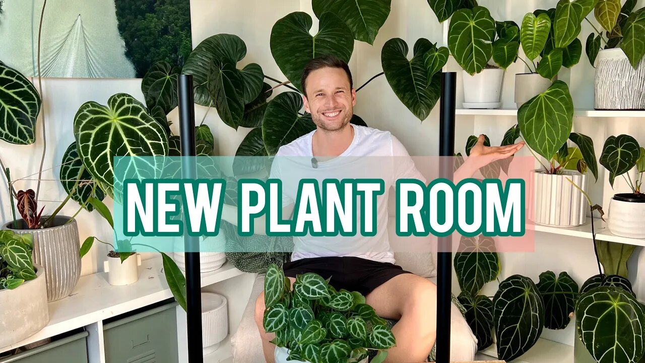 ROOM MAKE OVER - turning my spare room into a plant room for my Anthuriums