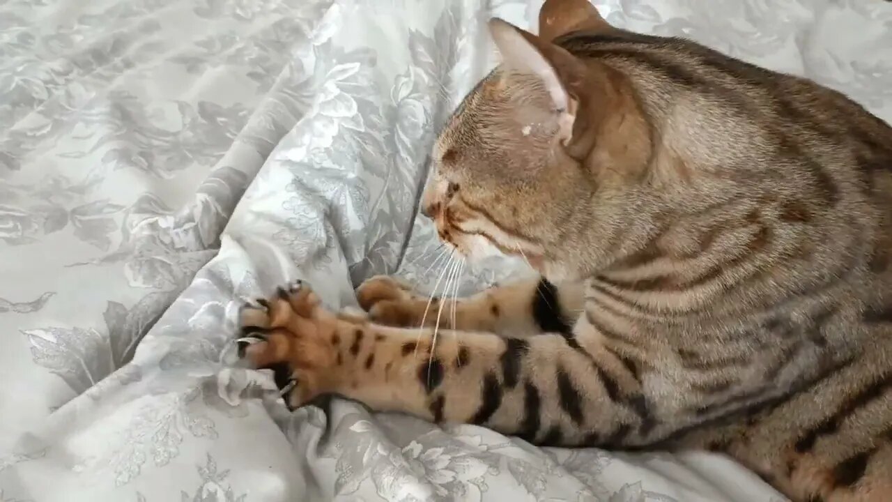 Bengal Biscuits anyone?