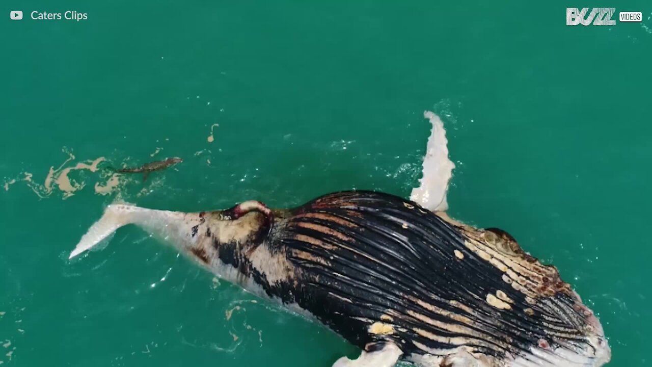 Des requins et des crocodiles dévorent une baleine à bosse