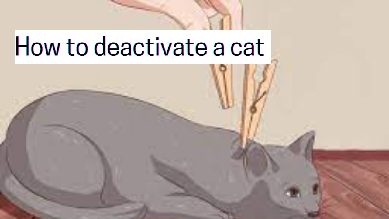 How to deactivate a cat (fast results)