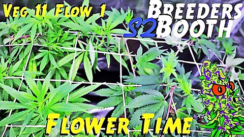 Breeders Booth S2 Ep. 7 | Veg Week 11 & Flower Week 1 | Flower Time