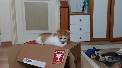 so energetic kitten, wrestling with a box, enjoyed watching him