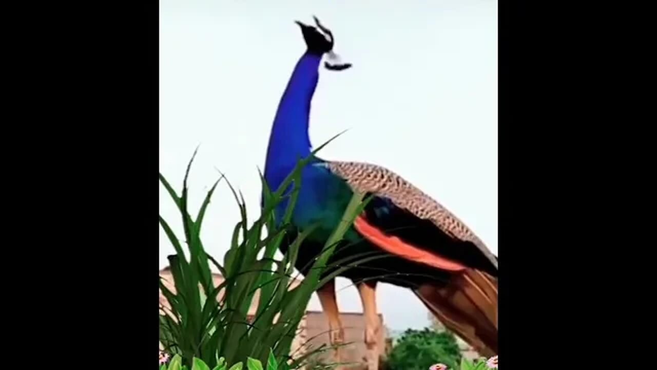 peacock nice voice neture HD video