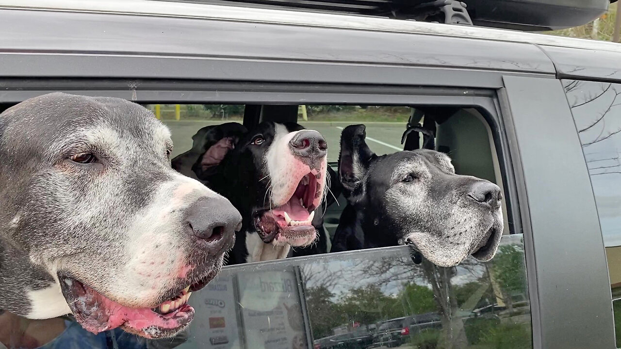 Car Full Of Great Danes Order Ice Cream At Drive Thru