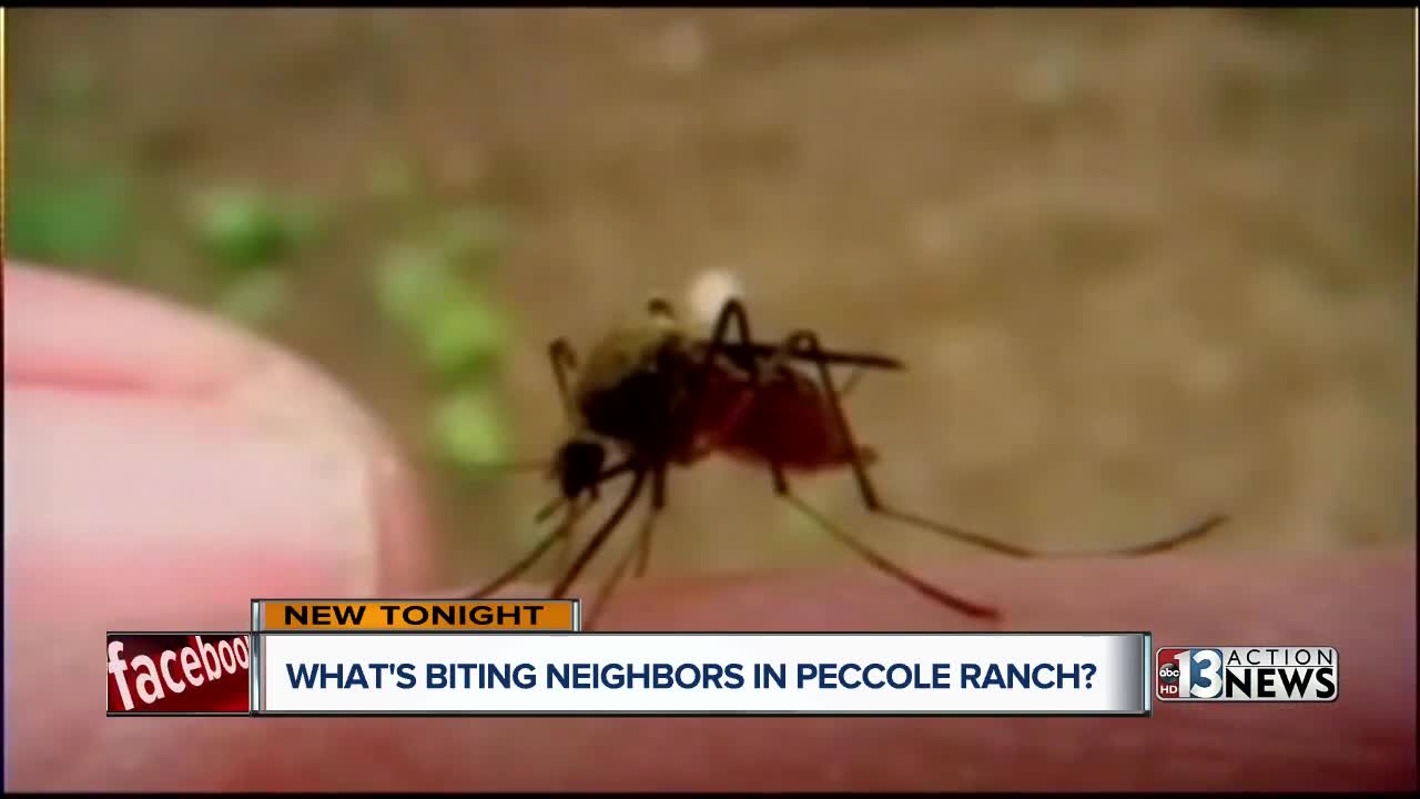 Peccole Ranch residents annoyed by tiny biting bugs