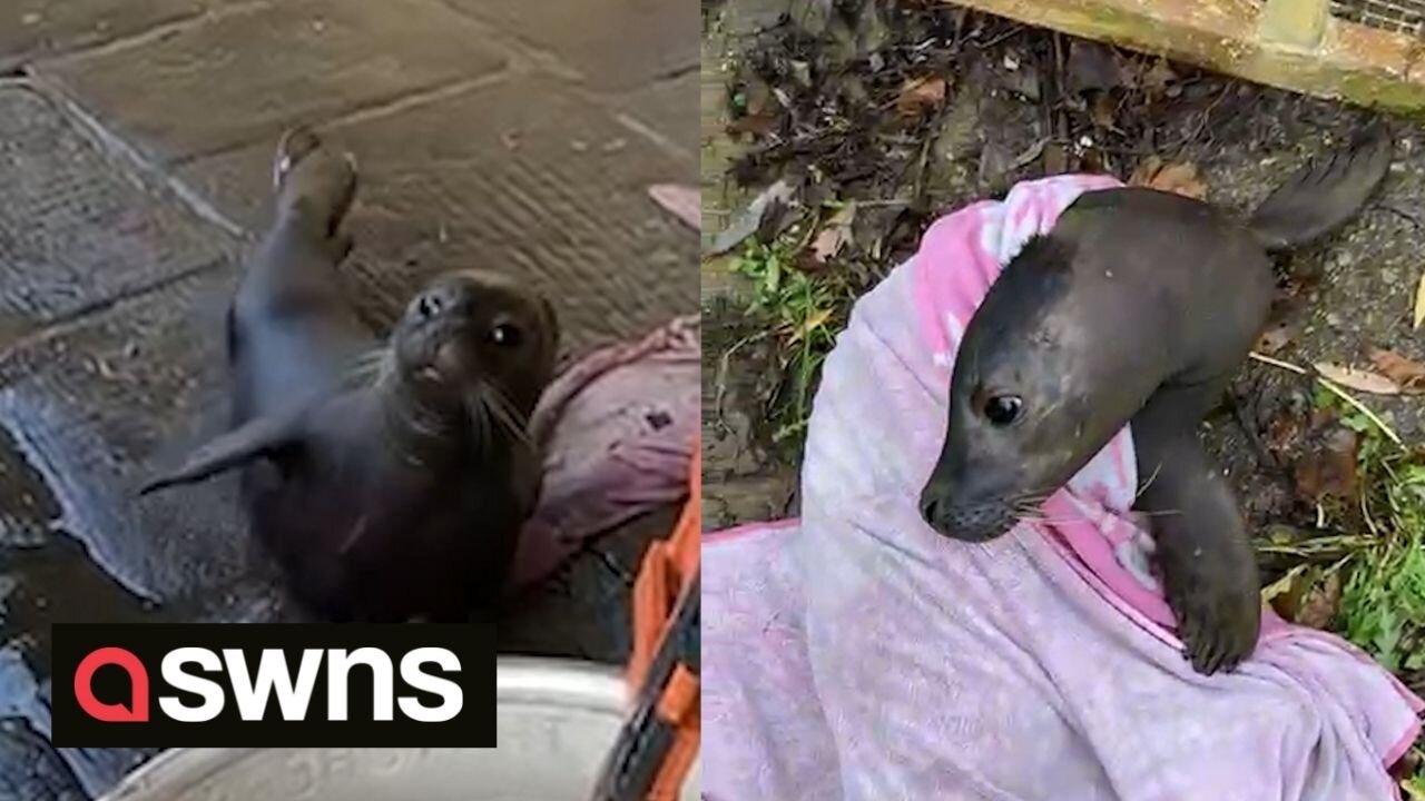 A Scottish seal pup made a 400-mile trip to the door of a Bristol pub