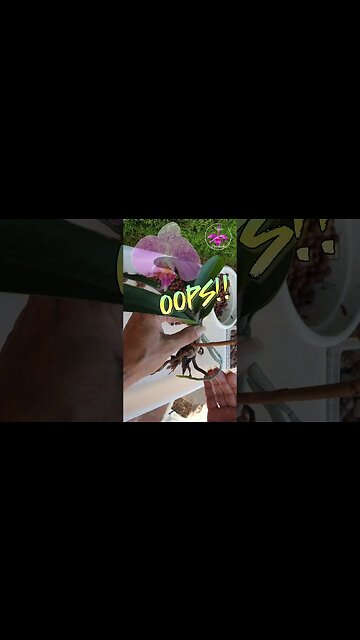 If LECA doesn't Work, use THIS INSTEAD 👍🏼 #toptips #ninjaorchids #shorts #orchids