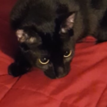 Man Teaches Cat To Make His Bed By Using A Laser Pointer