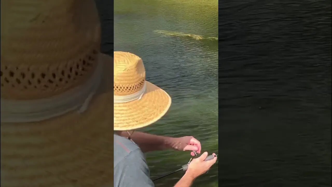 Watching a Dragon Slayer get smashed by a good Bass just never gets old. Go get a pack on our site!