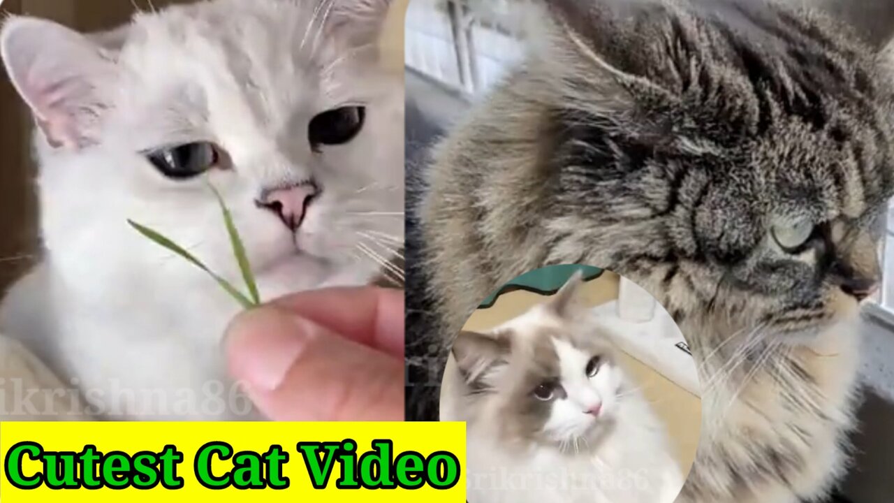 Cute Cats Video Most Watch Video ❤️