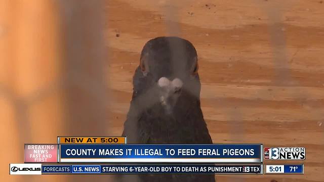 Clark County bans people from feeding pigeons