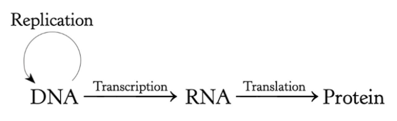 How the Vax alters DNA