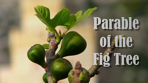 Learn The Parable Of The Fig Tree