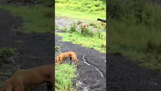 Rescue dog helped me round up horses through gate in flood