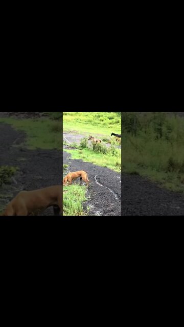 Rescue dog helped me round up horses through gate in flood