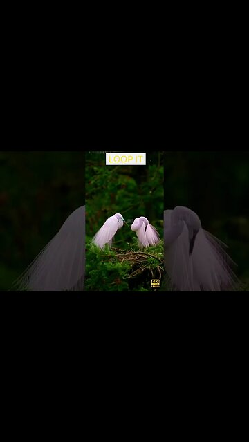 cozy relax jazz music - tuesday morning jazz - happy jazz & bossa nova music for good mood