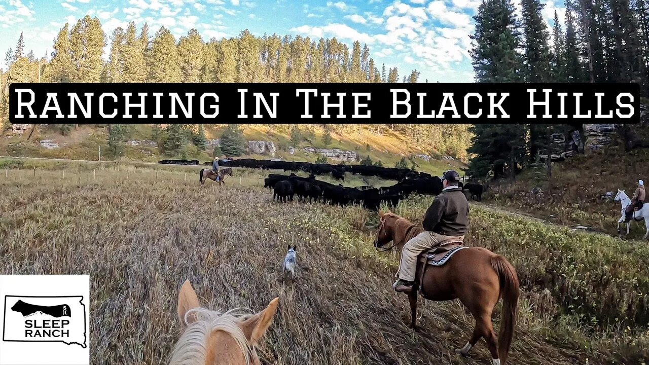 Trailing Cows 15 Miles Through The Black Hills!