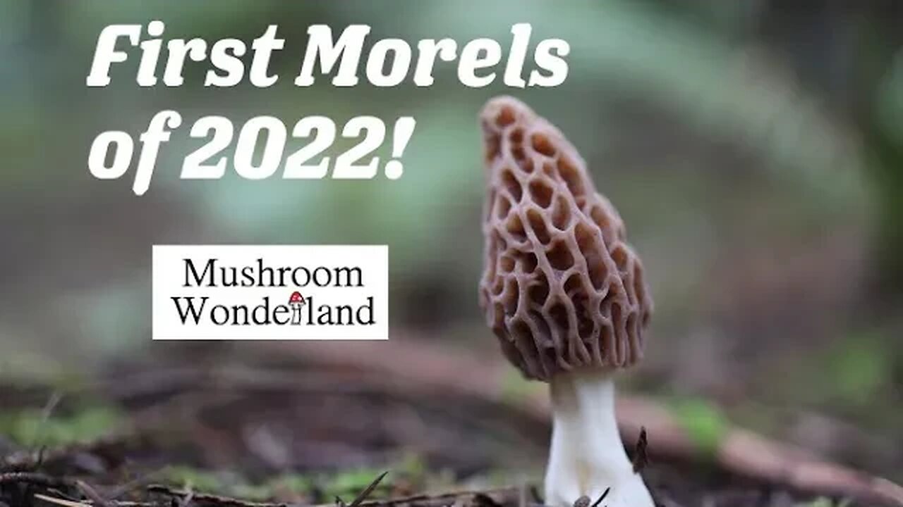 First Morels of the 2022 Season!! Finding them in Western Washington.