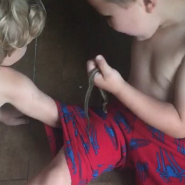 Unbelievable Video: Toddler Boy Finds Two Snakes In His Pants