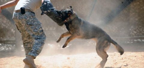 Guard dog training